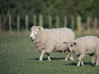 Sheep are seen on a farm in Lincoln on the outskirts of Christchurch, New Zealand, on October 16, 2024. (