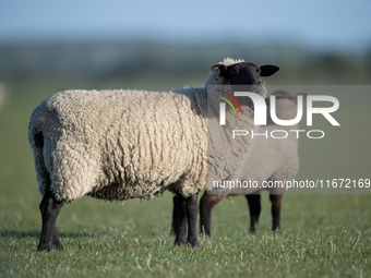 Sheep are seen on a farm in Lincoln on the outskirts of Christchurch, New Zealand, on October 16, 2024. (