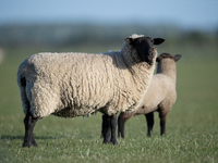 Sheep are seen on a farm in Lincoln on the outskirts of Christchurch, New Zealand, on October 16, 2024. (