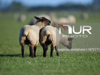 Sheep are seen on a farm in Lincoln on the outskirts of Christchurch, New Zealand, on October 16, 2024. (