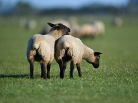 Sheep are seen on a farm in Lincoln on the outskirts of Christchurch, New Zealand, on October 16, 2024. (