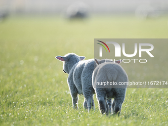 Sheep are seen on a farm in Lincoln on the outskirts of Christchurch, New Zealand, on October 16, 2024. (