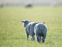 Sheep are seen on a farm in Lincoln on the outskirts of Christchurch, New Zealand, on October 16, 2024. (