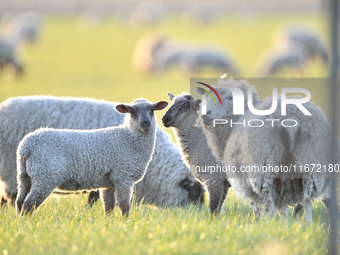 Sheep are seen on a farm in Lincoln on the outskirts of Christchurch, New Zealand, on October 16, 2024. (