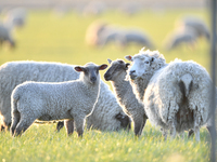 Sheep are seen on a farm in Lincoln on the outskirts of Christchurch, New Zealand, on October 16, 2024. (