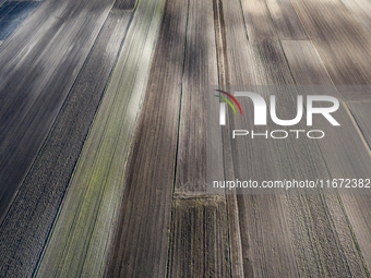 An aerial view of an agricultural field seen as the planting season of Galicia garlic continues on October 16, 2024. Galicia garlic is a loc...