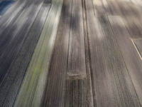 An aerial view of an agricultural field seen as the planting season of Galicia garlic continues on October 16, 2024. Galicia garlic is a loc...