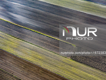 An aerial view of an agricultural field seen as the planting season of Galicia garlic continues on October 16, 2024. Galicia garlic is a loc...