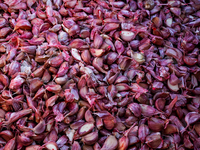 Cloves of Galicia garlic are seen in a tractor on an agricultural field as the planting season continues on October 16, 2024. Galicia garlic...