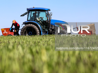 A man and woman plant Galicia garlic in a tractor on an agricultural field as the planting season continues on October 16, 2024. Galicia gar...