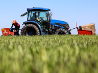 A man and woman plant Galicia garlic in a tractor on an agricultural field as the planting season continues on October 16, 2024. Galicia gar...