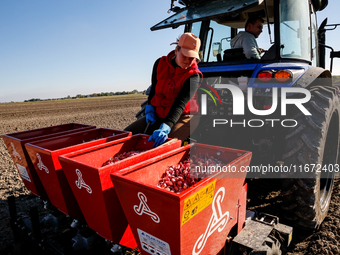 A man and woman plant Galicia garlic in a tractor on an agricultural field as the planting season continues on October 16, 2024. Galicia gar...