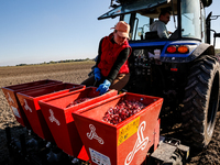 A man and woman plant Galicia garlic in a tractor on an agricultural field as the planting season continues on October 16, 2024. Galicia gar...