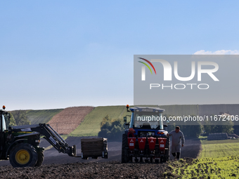 A man plants Galicia garlic in a tractor on an agricultural field as the planting season continues on October 16, 2024. Galicia garlic is a...