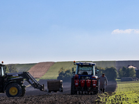 A man plants Galicia garlic in a tractor on an agricultural field as the planting season continues on October 16, 2024. Galicia garlic is a...