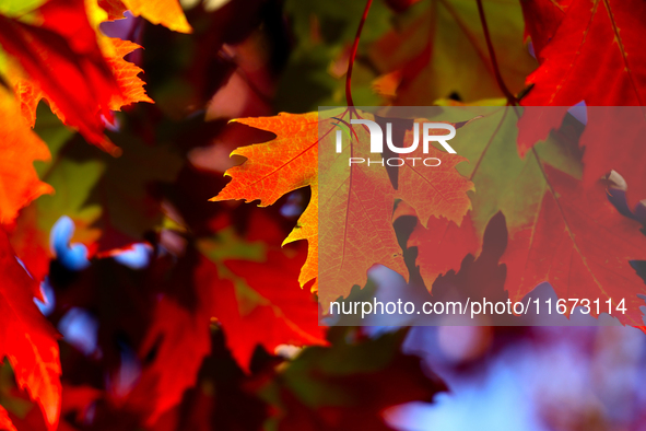 Colorful autumn leaves in Toronto, Ontario, Canada, on October 16, 2024. 