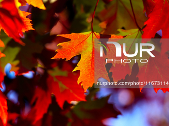 Colorful autumn leaves in Toronto, Ontario, Canada, on October 16, 2024. (