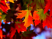 Colorful autumn leaves in Toronto, Ontario, Canada, on October 16, 2024. (