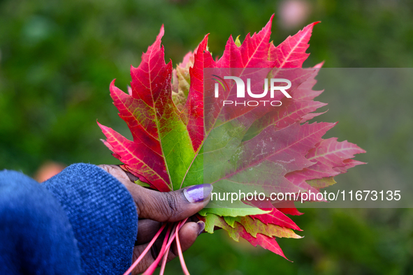 A woman holds colorful autumn leaves in Toronto, Ontario, Canada, on October 16, 2024. 