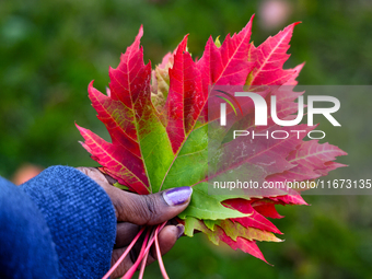 A woman holds colorful autumn leaves in Toronto, Ontario, Canada, on October 16, 2024. (