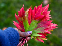 A woman holds colorful autumn leaves in Toronto, Ontario, Canada, on October 16, 2024. (