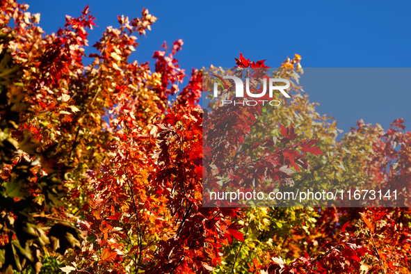 Colorful autumn leaves in Toronto, Ontario, Canada, on October 16, 2024. 