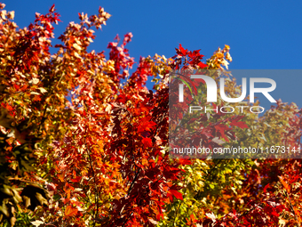 Colorful autumn leaves in Toronto, Ontario, Canada, on October 16, 2024. (