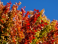 Colorful autumn leaves in Toronto, Ontario, Canada, on October 16, 2024. (