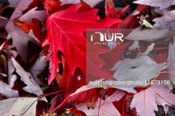 Colorful autumn leaves in Toronto, Ontario, Canada, on October 16, 2024. 