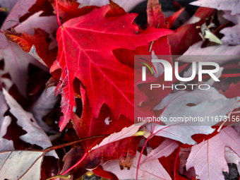 Colorful autumn leaves in Toronto, Ontario, Canada, on October 16, 2024. (