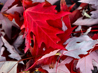 Colorful autumn leaves in Toronto, Ontario, Canada, on October 16, 2024. (