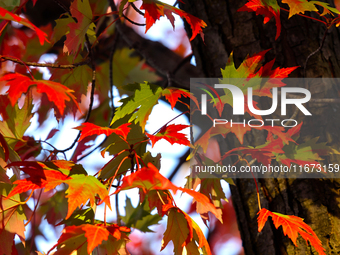 Colorful autumn leaves in Toronto, Ontario, Canada, on October 16, 2024. (