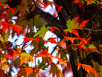 Colorful autumn leaves in Toronto, Ontario, Canada, on October 16, 2024. (