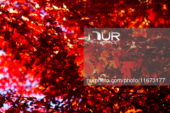 Colorful autumn leaves in Toronto, Ontario, Canada, on October 16, 2024. 