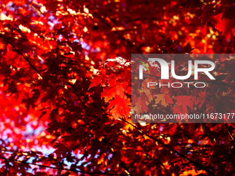 Colorful autumn leaves in Toronto, Ontario, Canada, on October 16, 2024. (