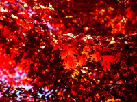 Colorful autumn leaves in Toronto, Ontario, Canada, on October 16, 2024. (