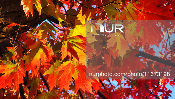 Colorful autumn leaves in Toronto, Ontario, Canada, on October 16, 2024. 