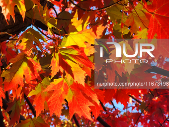 Colorful autumn leaves in Toronto, Ontario, Canada, on October 16, 2024. (