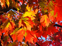 Colorful autumn leaves in Toronto, Ontario, Canada, on October 16, 2024. (