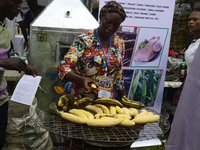 A woman roasts plantains as the Lagos State Ministry of Agriculture and Food Systems concludes activities for the 2024 World Food Day, tagge...