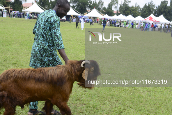 A man walks his group's goat as the Lagos State Ministry of Agriculture and Food Systems concludes activities for the 2024 World Food Day, t...