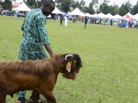 A man walks his group's goat as the Lagos State Ministry of Agriculture and Food Systems concludes activities for the 2024 World Food Day, t...