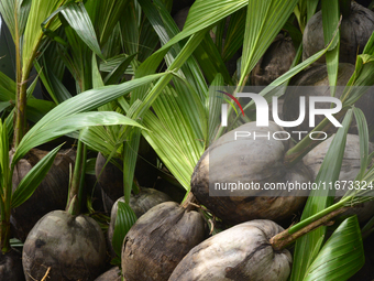 Farmers display their produce as the Lagos State Ministry of Agriculture and Food Systems concludes activities marking the 2024 World Food D...