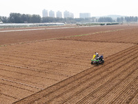 A farmer drives a seeder to sow winter wheat in a test field at the Yantai Academy of Agricultural Sciences in Yantai, China, on October 17,...