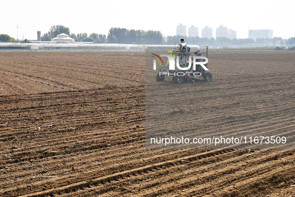 A farmer drives a seeder to sow winter wheat in a test field at the Yantai Academy of Agricultural Sciences in Yantai, China, on October 17,...