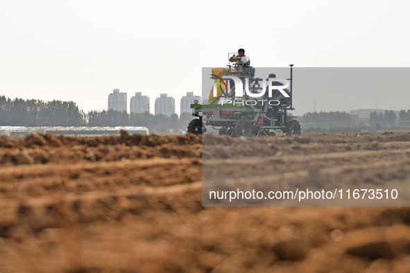 A farmer drives a seeder to sow winter wheat in a test field at the Yantai Academy of Agricultural Sciences in Yantai, China, on October 17,...