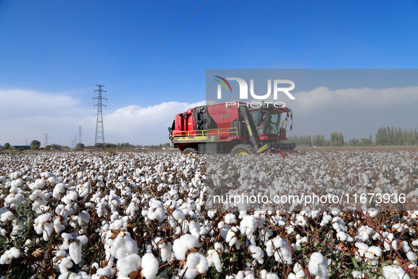 A cotton picking machine picks cotton in Xingfu village, Aksu prefecture, in Xinjiang, China, on October 17, 2024. 