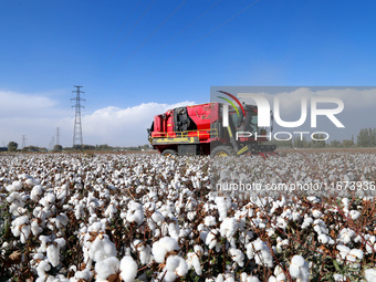 A cotton picking machine picks cotton in Xingfu village, Aksu prefecture, in Xinjiang, China, on October 17, 2024. (