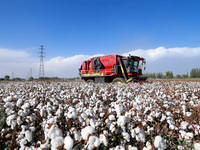 A cotton picking machine picks cotton in Xingfu village, Aksu prefecture, in Xinjiang, China, on October 17, 2024. (