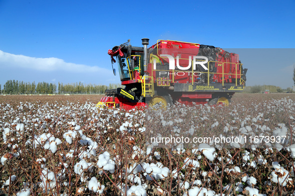 A cotton picking machine picks cotton in Xingfu village, Aksu prefecture, in Xinjiang, China, on October 17, 2024. 